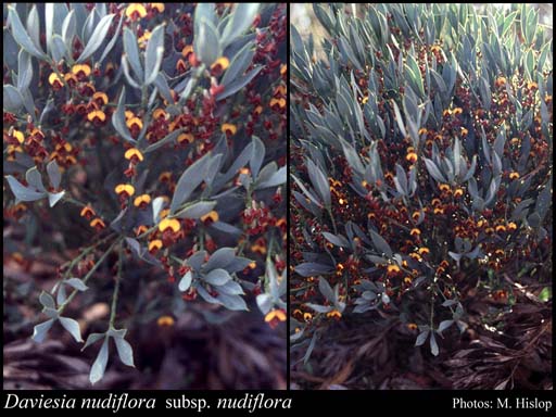 Photograph of Daviesia nudiflora Meisn. subsp. nudiflora