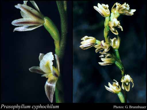 Photograph of Prasophyllum cyphochilum Benth.