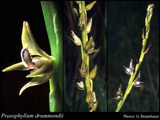 Photograph of Prasophyllum drummondii Rchb.f.