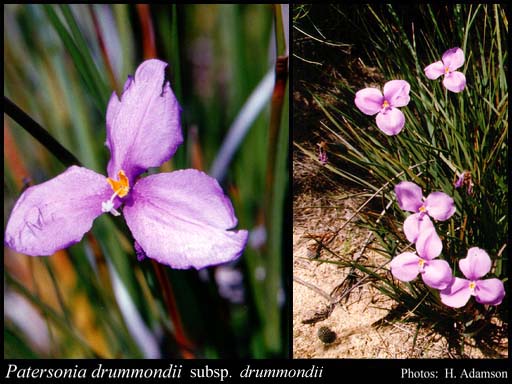 Photograph of Patersonia drummondii (F.Muell.) Benth. subsp. drummondii