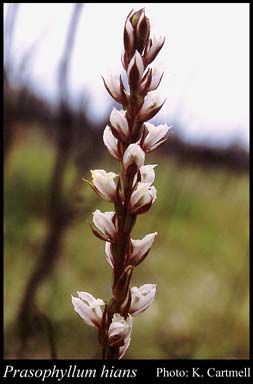 Photograph of Prasophyllum hians Rchb.f.