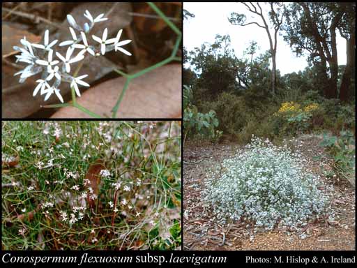 Photo of Conospermum flexuosum subsp. laevigatum (Meisn.) E.M.Benn.