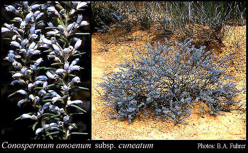 Photo of Conospermum amoenum subsp. cuneatum E.M.Benn.