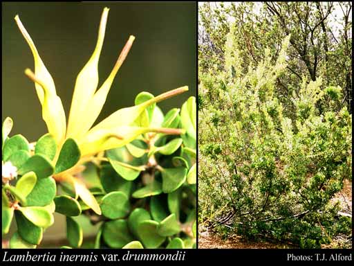 Photo of Lambertia inermis var. drummondii (Fielding & Gardner) Hnatiuk