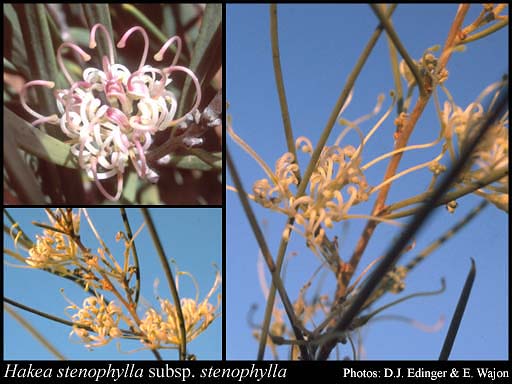 Photograph of Hakea stenophylla R.Br. subsp. stenophylla