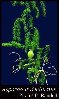 Photo of Asparagus declinatus L.