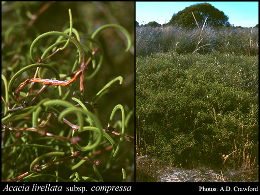 Photograph of Acacia lirellata subsp. compressa Maslin & A.R.Chapm.