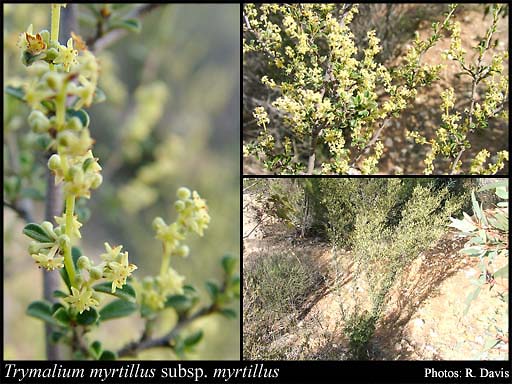Photograph of Trymalium myrtillus S.Moore subsp. myrtillus