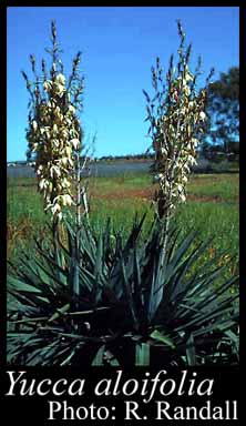Photograph of Yucca aloifolia L.