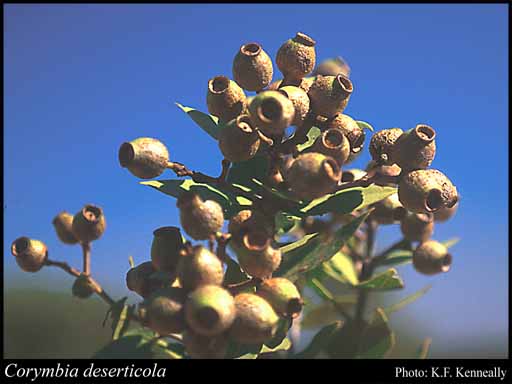 Photograph of Corymbia deserticola (D.J.Carr & S.G.M.Carr) K.D.Hill & L.A.S.Johnson