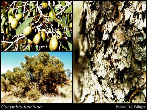 Photograph of Corymbia lenziana (D.J.Carr & S.G.M.Carr) K.D.Hill & L.A.S.Johnson