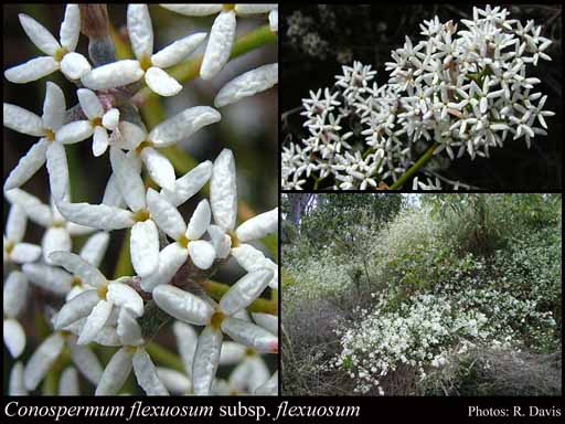 Photo of Conospermum flexuosum R.Br. subsp. flexuosum