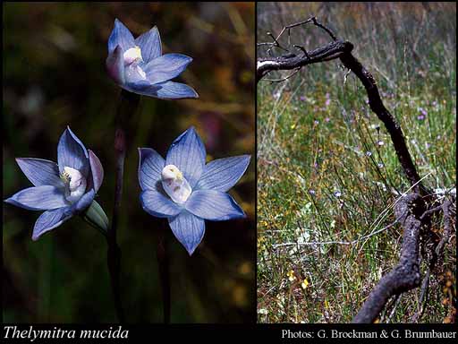 Photograph of Thelymitra mucida Fitzg.