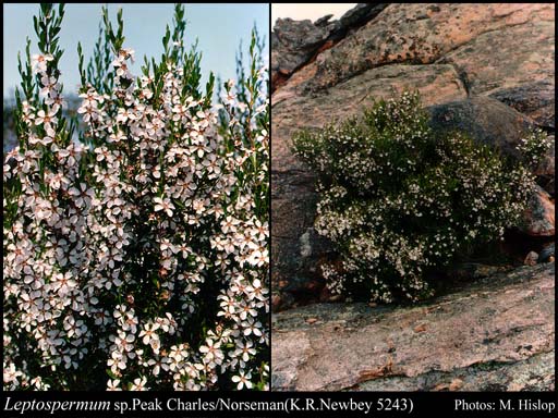 Photograph of Leptospermum sp. Peak Charles/Norseman (K.R. Newbey 5243)