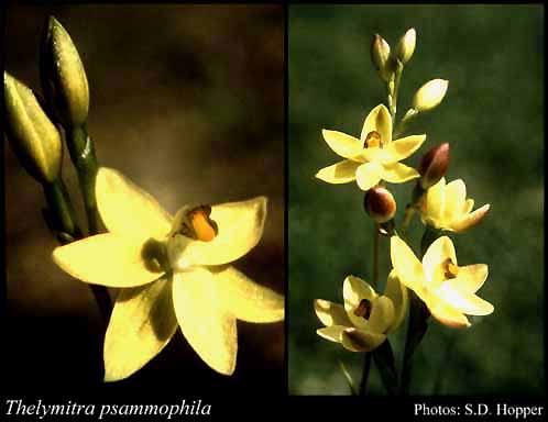 Photograph of Thelymitra psammophila C.R.P.Andrews