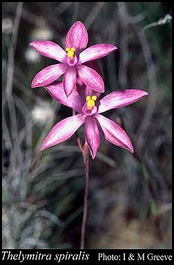Photograph of Thelymitra spiralis (Lindl.) F.Muell.