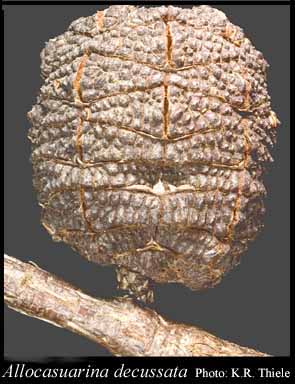 Photograph of Allocasuarina decussata (Benth.) L.A.S.Johnson