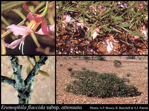 Photograph of Eremophila flaccida subsp. attenuata Chinnock