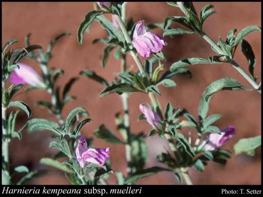 Photograph of Harnieria kempeana subsp. muelleri (R.M.Barker) R.M.Barker