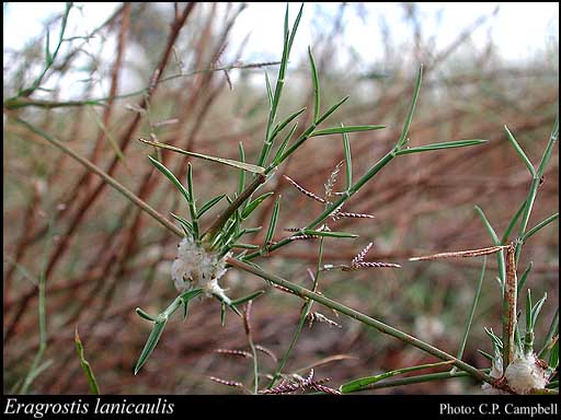 Photograph of Eragrostis lanicaulis Lazarides