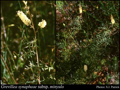 Photograph of Grevillea synapheae subsp. minyulo Makinson