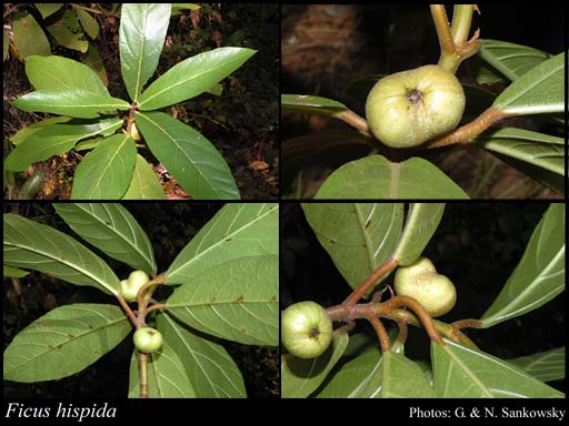 Photo of Ficus hispida L.f.
