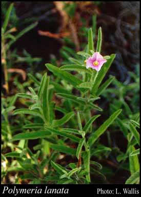 Photograph of Polymeria lanata R.Br.