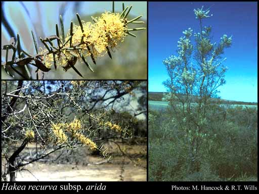 Photograph of Hakea recurva subsp. arida (Diels) W.R.Barker & R.M.Barker