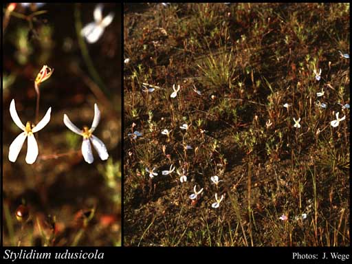 Photograph of Stylidium udusicola Lowrie & Kenneally