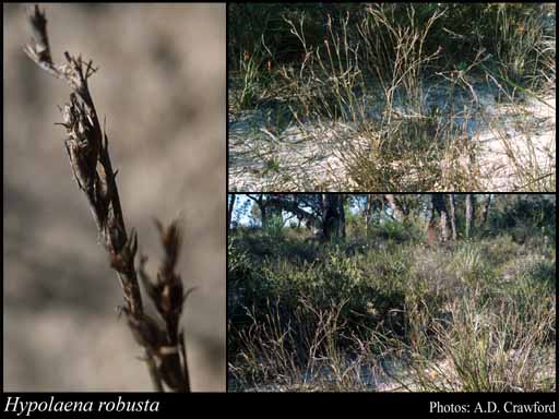 Photo of Hypolaena robusta Meney & Pate