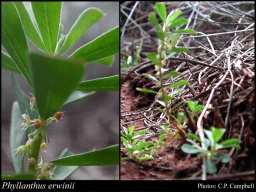 Photograph of Phyllanthus erwinii J.T.Hunter & J.J.Bruhl