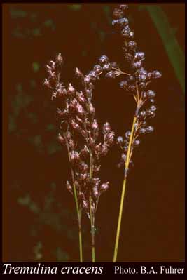 Photograph of Tremulina cracens B.G.Briggs & L.A.S.Johnson