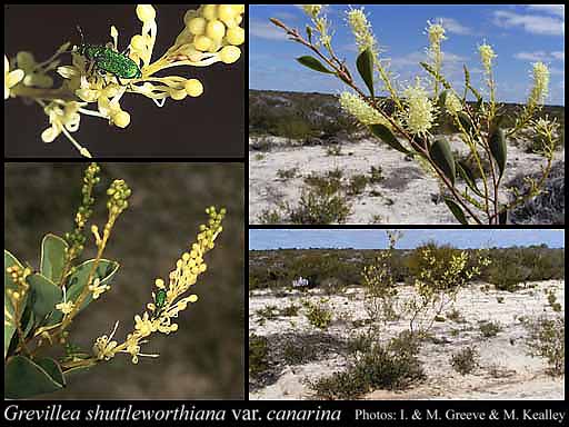Photograph of Grevillea shuttleworthiana subsp. canarina Olde & Marriott