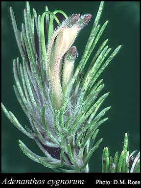 Photograph of Adenanthos cygnorum Diels