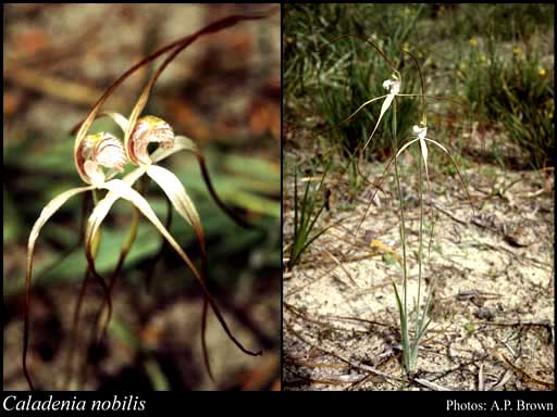 Photograph of Caladenia nobilis Hopper & A.P.Br.