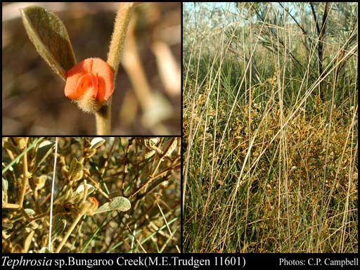 Photograph of Tephrosia sp. Bungaroo Creek (M.E. Trudgen 11601)