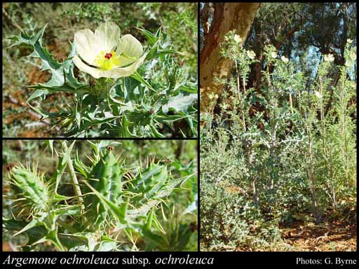 Photograph of Argemone ochroleuca Sweet subsp. ochroleuca