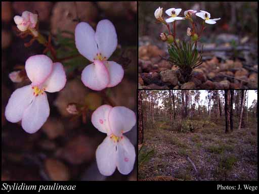 Photograph of Stylidium paulineae Lowrie & Kenneally