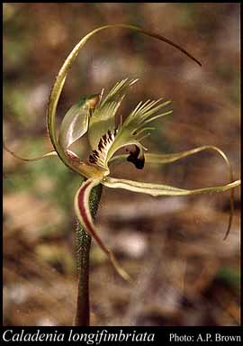 Photograph of Caladenia longifimbriata Hopper & A.P.Br.