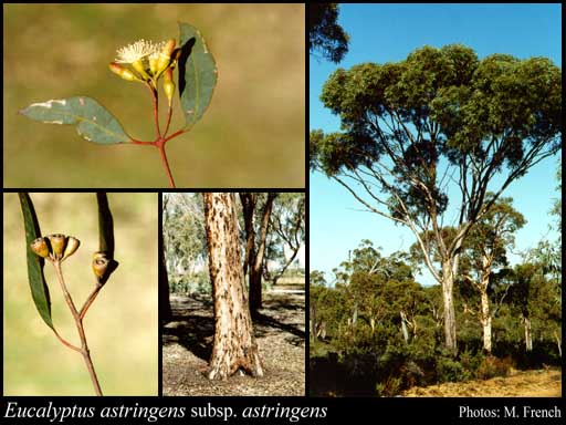 Photograph of Eucalyptus astringens (Maiden) Maiden subsp. astringens