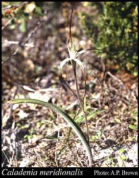 Photograph of Caladenia meridionalis Hopper & A.P.Br.