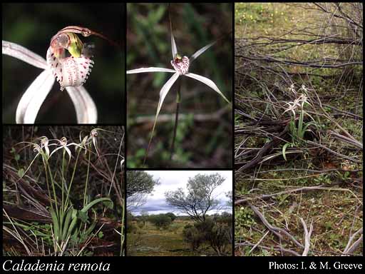 Photograph of Caladenia remota Hopper & A.P.Br.