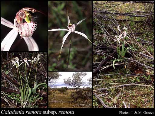 Photograph of Caladenia remota Hopper & A.P.Br. subsp. remota