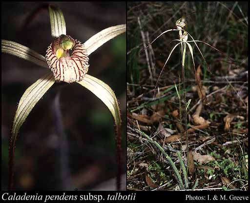 Photograph of Caladenia pendens subsp. talbotii Hopper & A.P.Br.