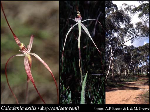 Photograph of Caladenia exilis subsp. vanleeuwenii Hopper & A.P.Br.