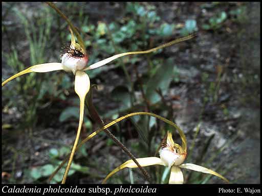Photograph of Caladenia pholcoidea Hopper & A.P.Br. subsp. pholcoidea