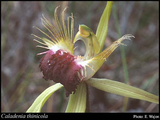 Photograph of Caladenia thinicola Hopper & A.P.Br.