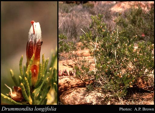 Photo of Drummondita longifolia (Paul G.Wilson) Paul G.Wilson