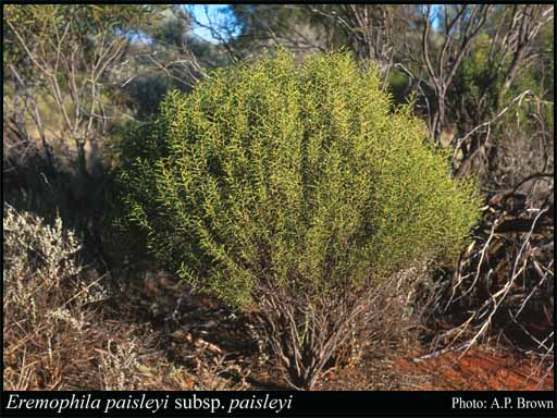 Photograph of Eremophila paisleyi F.Muell. subsp. paisleyi