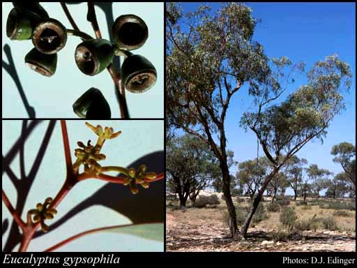 Photograph of Eucalyptus gypsophila D.Nicolle